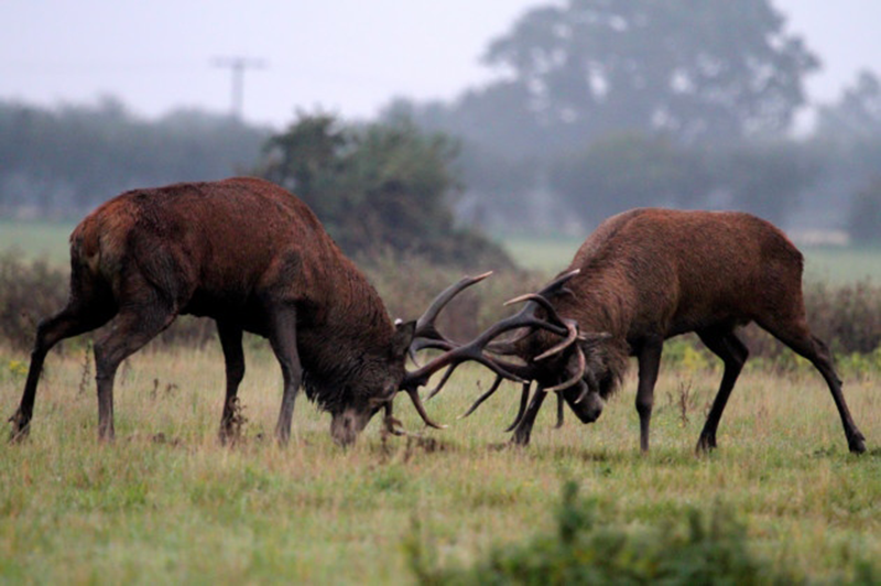 Two Red Deer clash antlers in a challenge of dominance